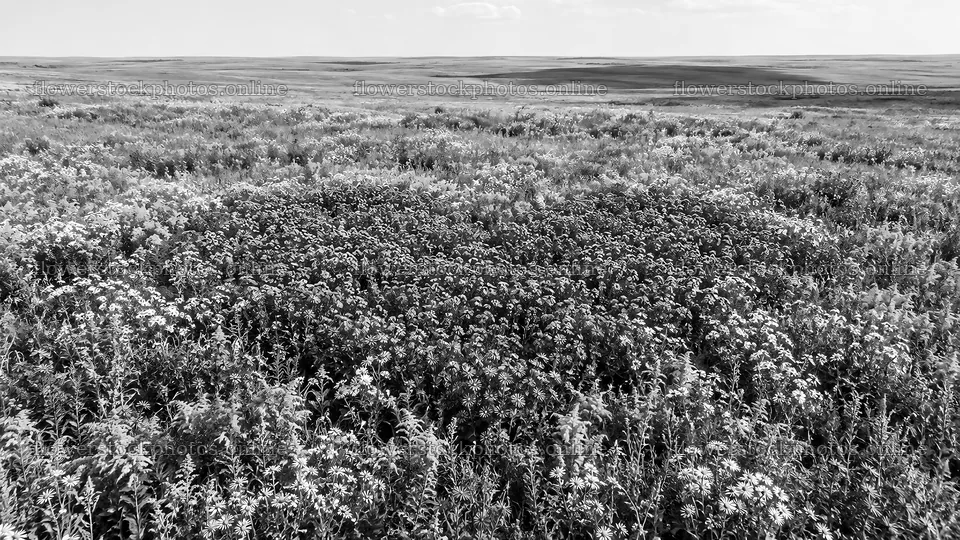 Wildflower Meadow in Black and White – flower stock photos 10324x5812
