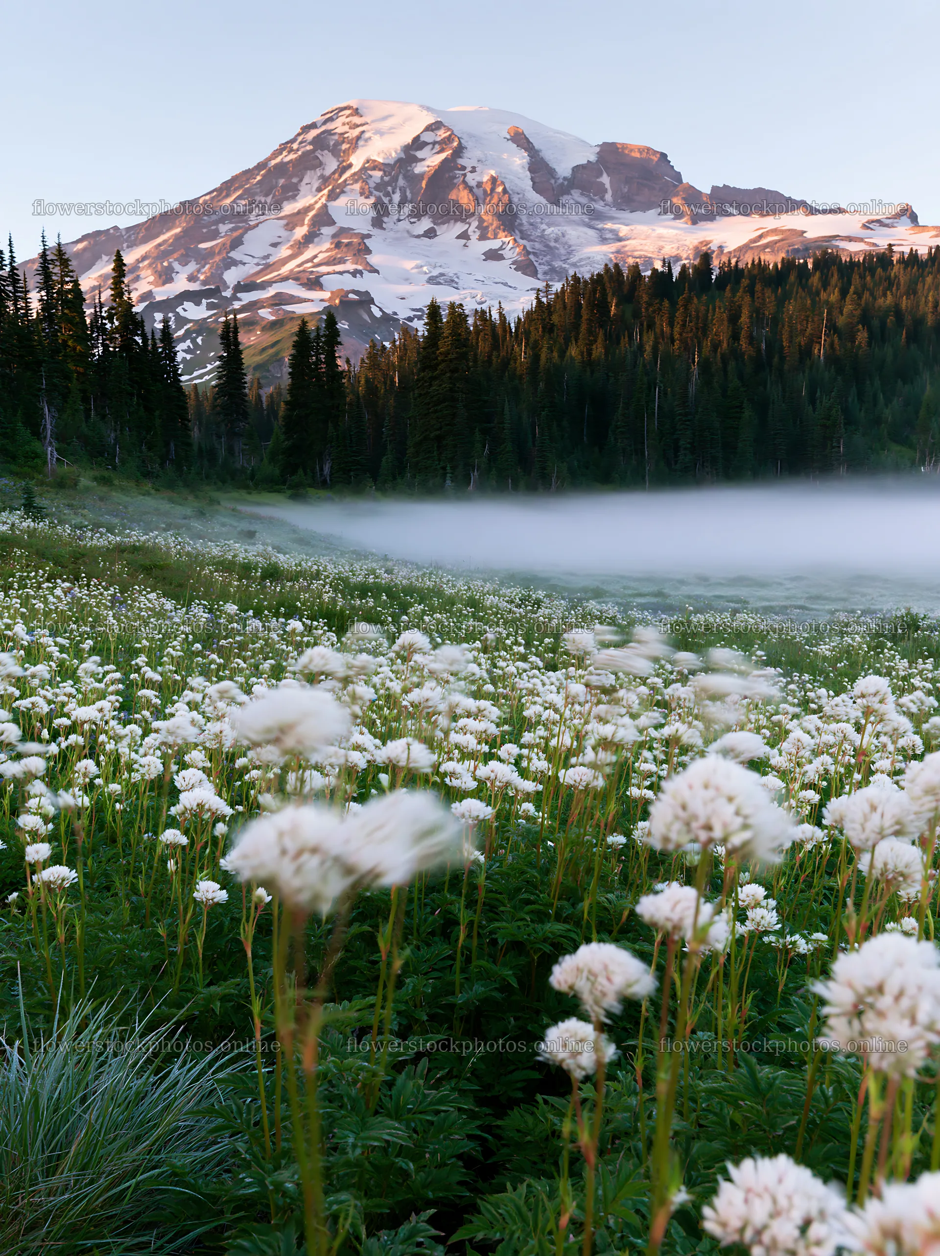Mount Rainier wildflower meadow at sunrise – flower stock photos 6866x9174