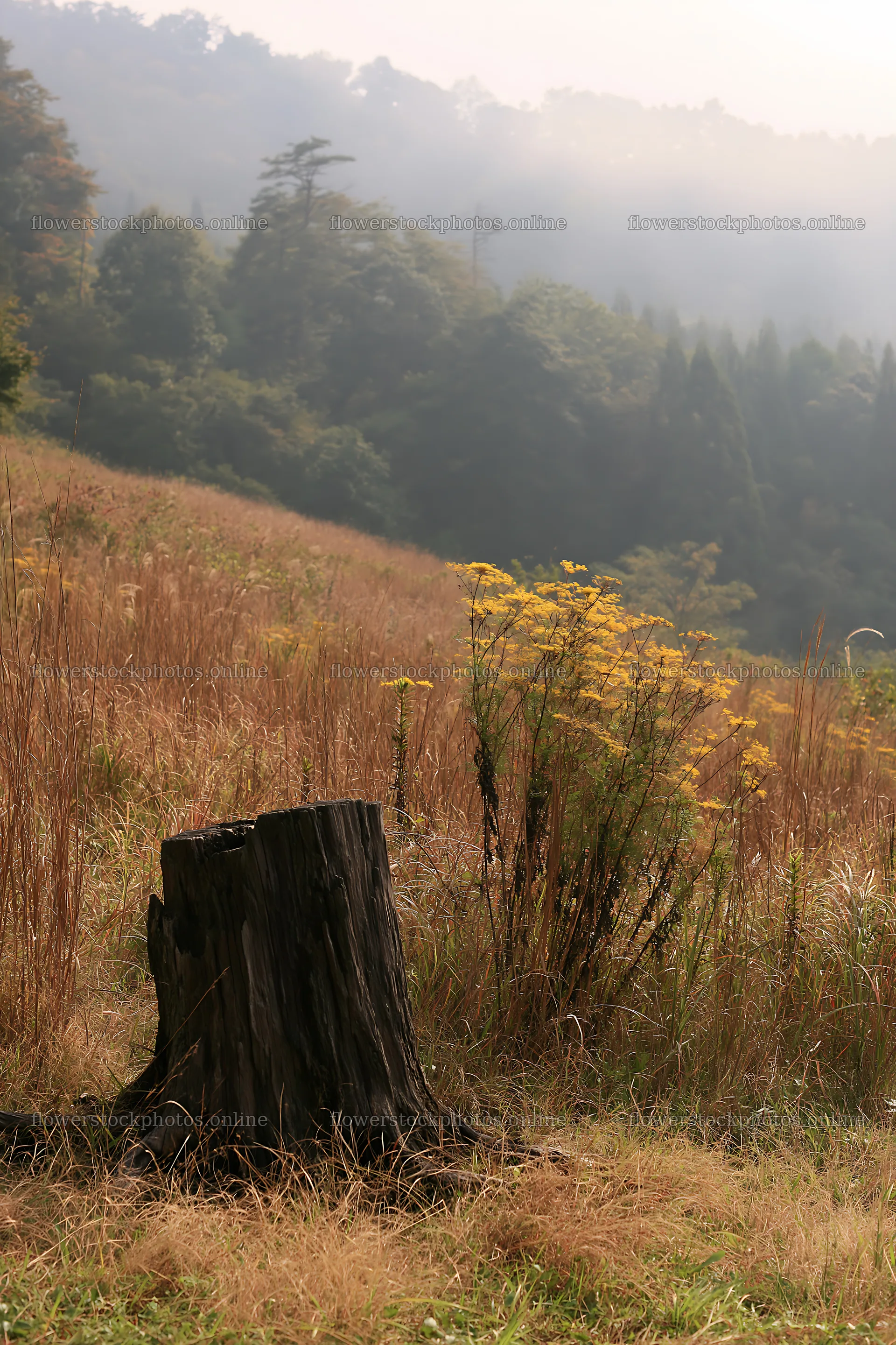 Fukushima native meadow with weathered stump – flower stock photos 6480x9722