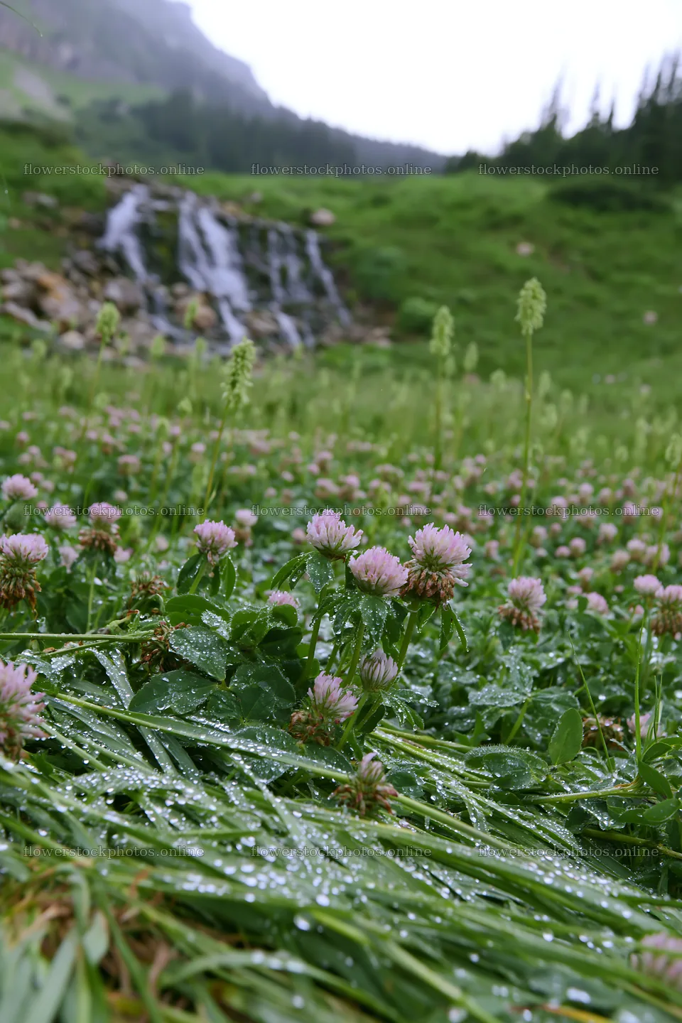 Alpine meadow with flowers and waterfall in the background – flower stock photos 6480x9722