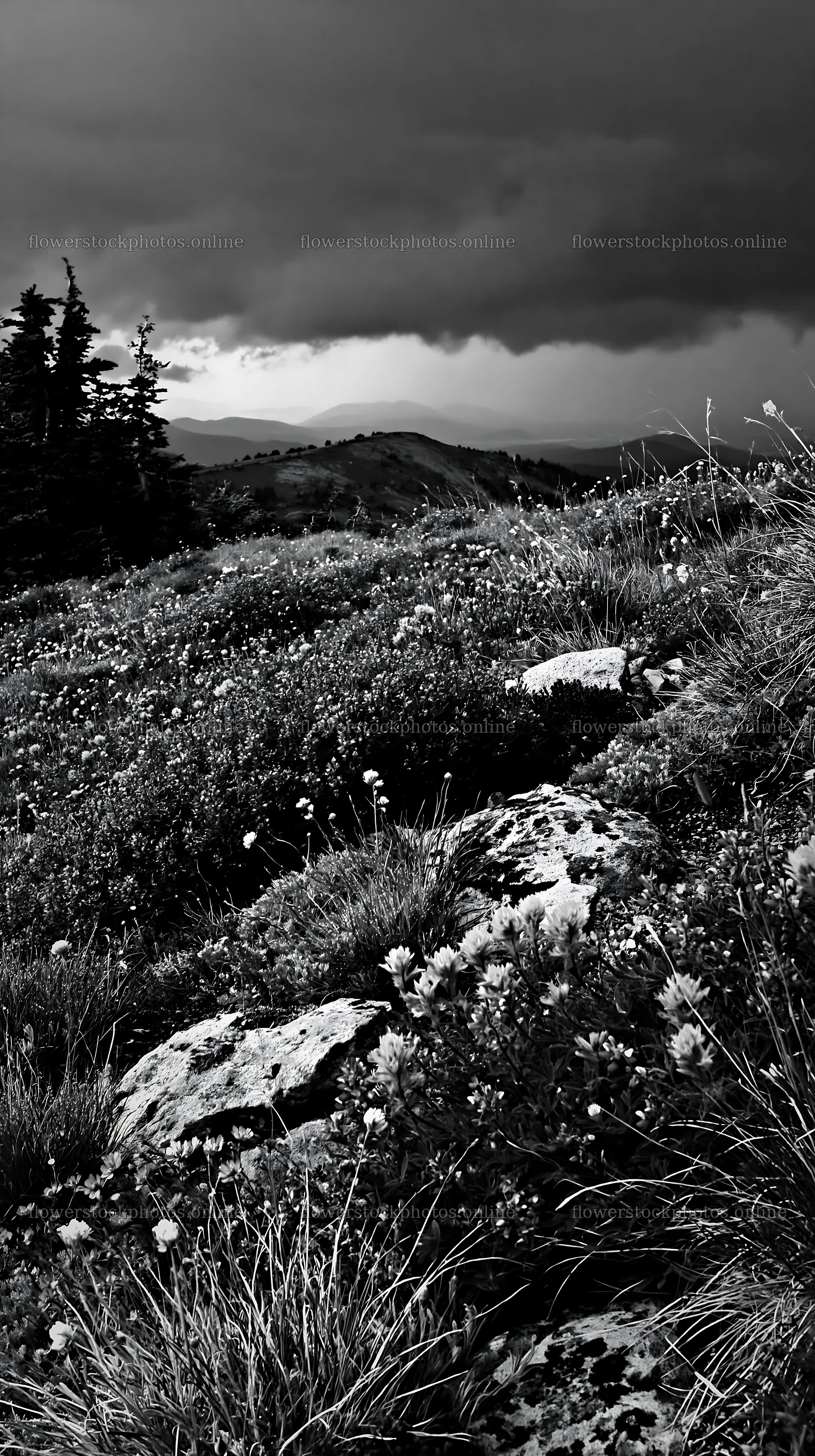 Colorful flowers in a climate-resilient meadow under dark clouds – flower stock photos 5938x10608