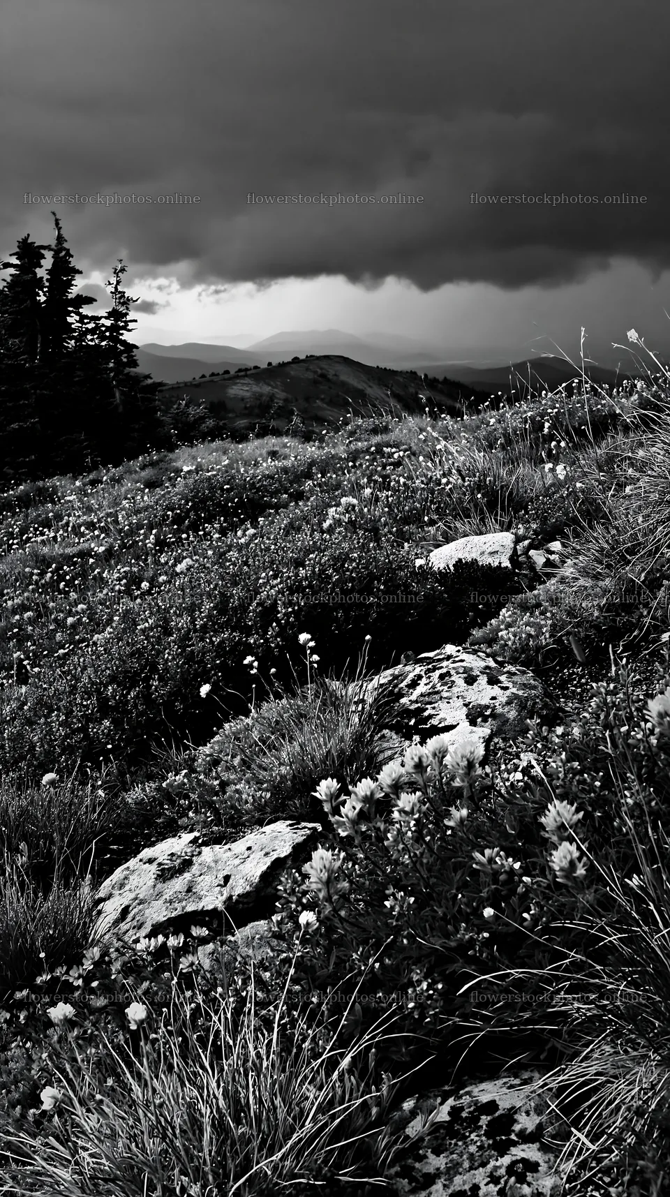 Colorful flowers in a climate-resilient meadow under dark clouds – flower stock photos 5938x10608