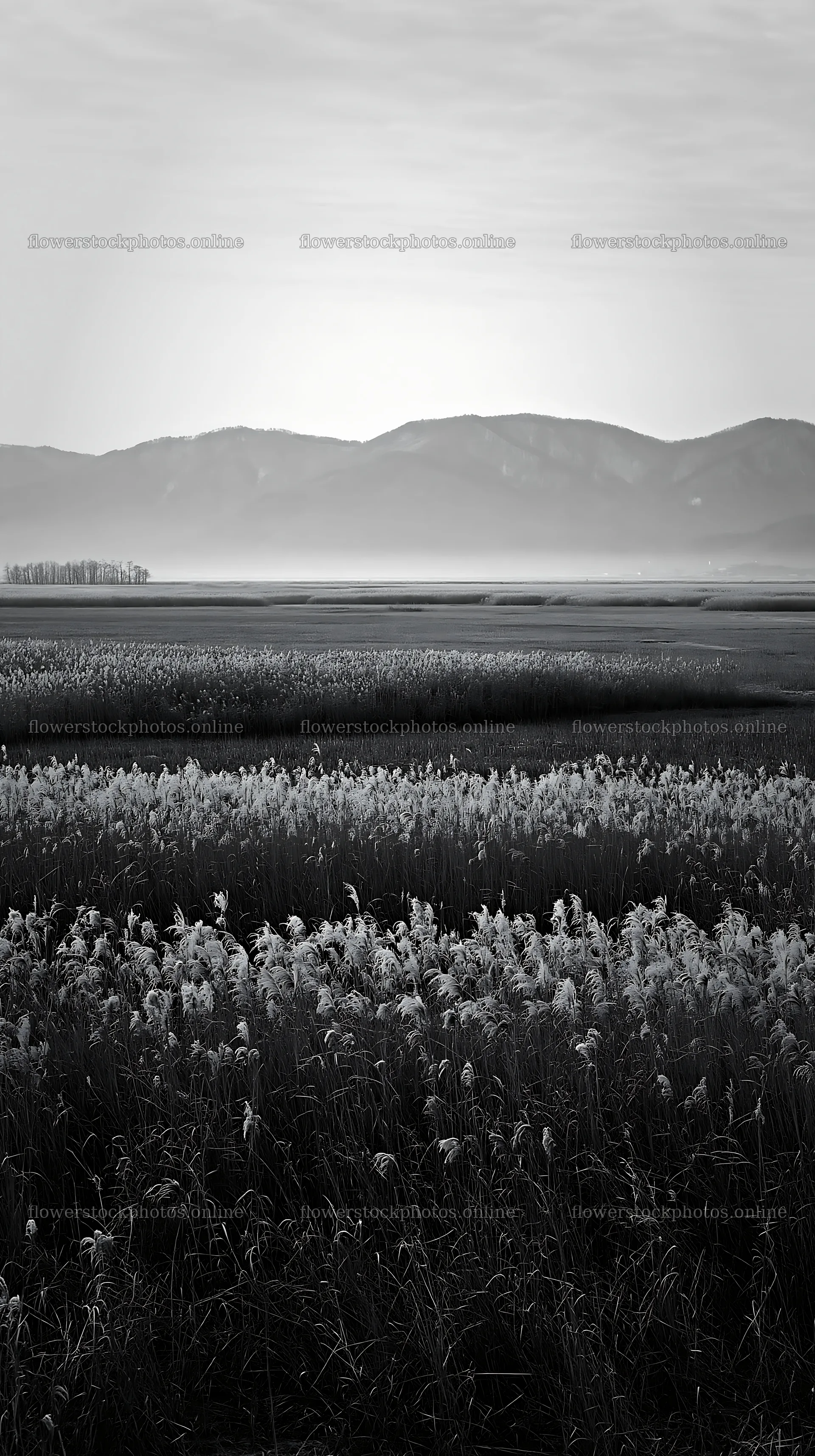 Shiga wetland meadow with reeds and mountains in the background – flower stock photos 5938x10608