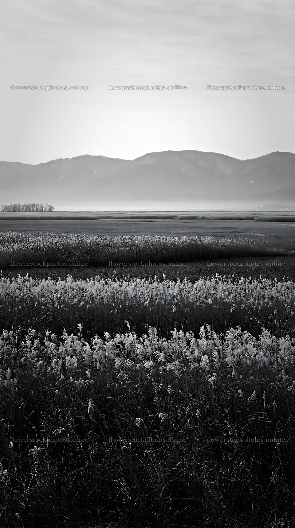 Shiga wetland meadow with reeds and mountains in the background – flower stock photos 5938x10608