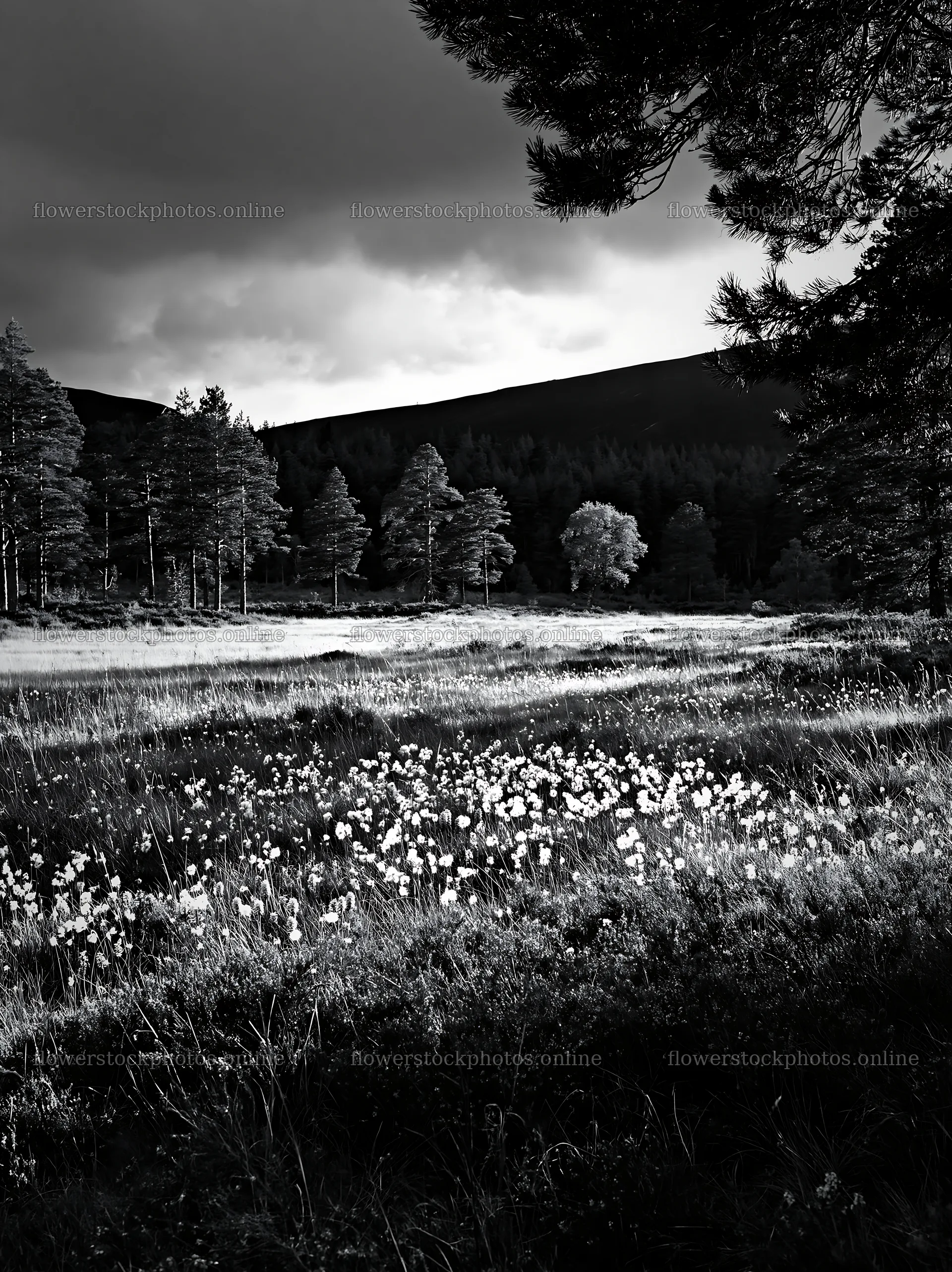 Pine forest meadow with flowers under cloudy sky – flower stock photos 6866x9174