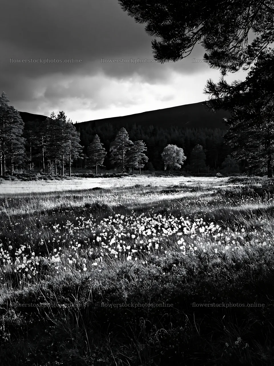 Pine forest meadow with flowers under cloudy sky – flower stock photos 6866x9174