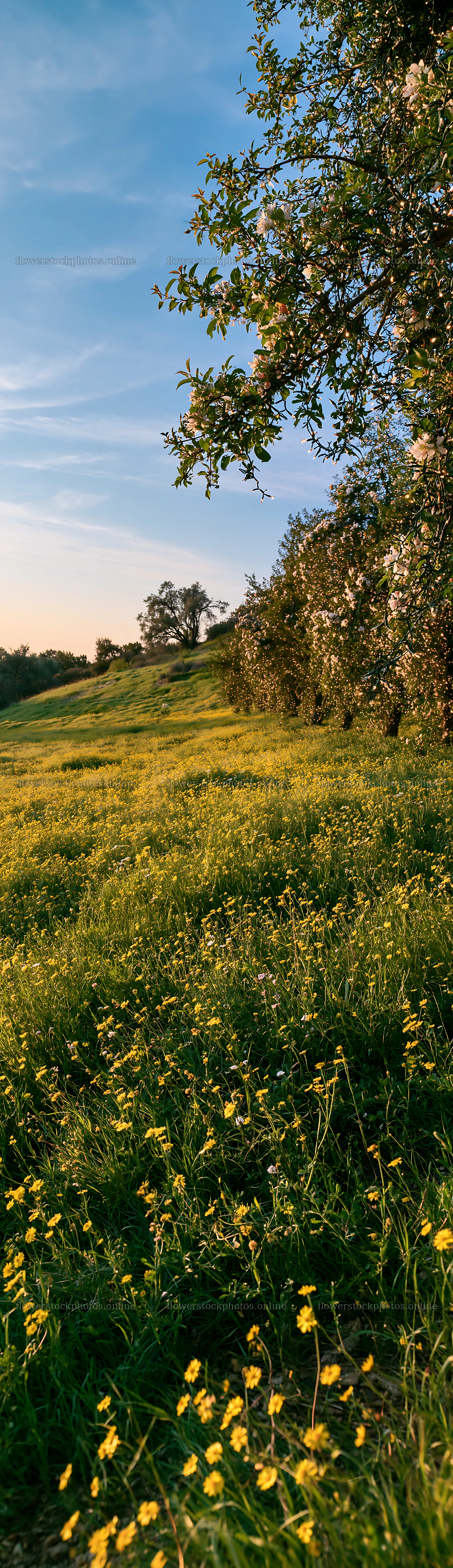 Meadow with apple trees and wildflowers in a sunset light – flower stock photos 4268x14762