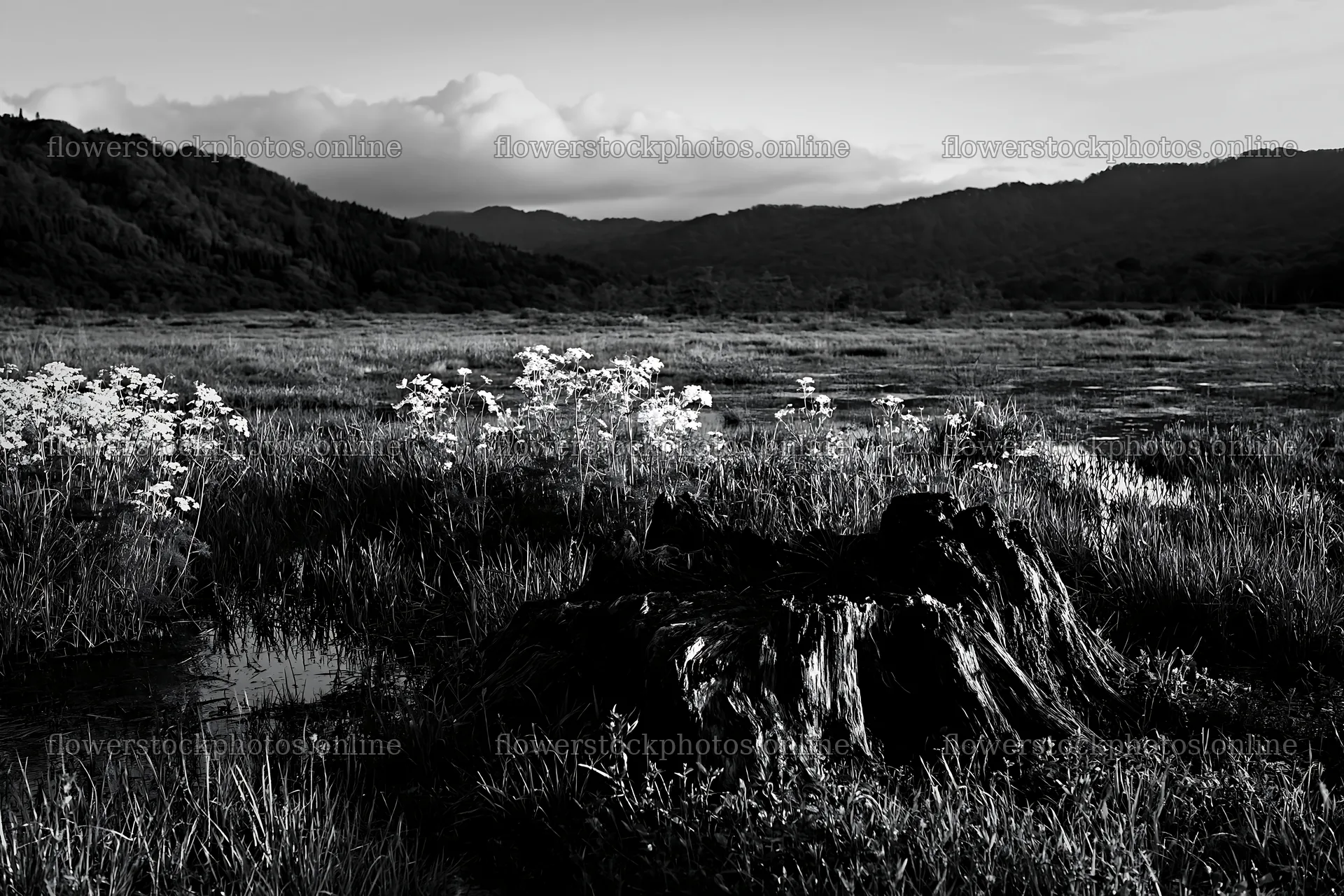 Fukushima native meadow with weathered stump under cloudy sky – flower stock photos 9722x6480