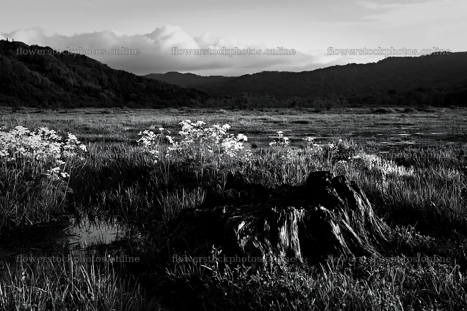 Fukushima native meadow with weathered stump under cloudy sky – flower stock photos 9722x6480