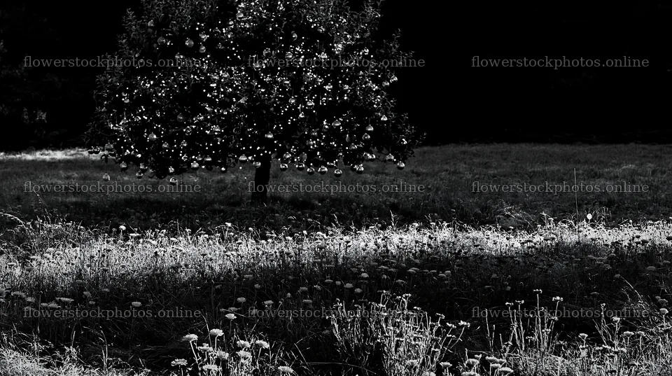 Frosty meadow with apple tree and ornaments during winter – flower stock photos 10608x5938