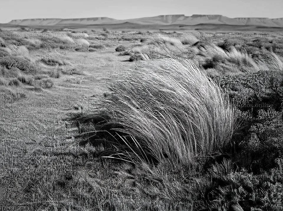 Drought-tolerant meadow with tall grass and distant mountains – flower stock photos 9172x6868