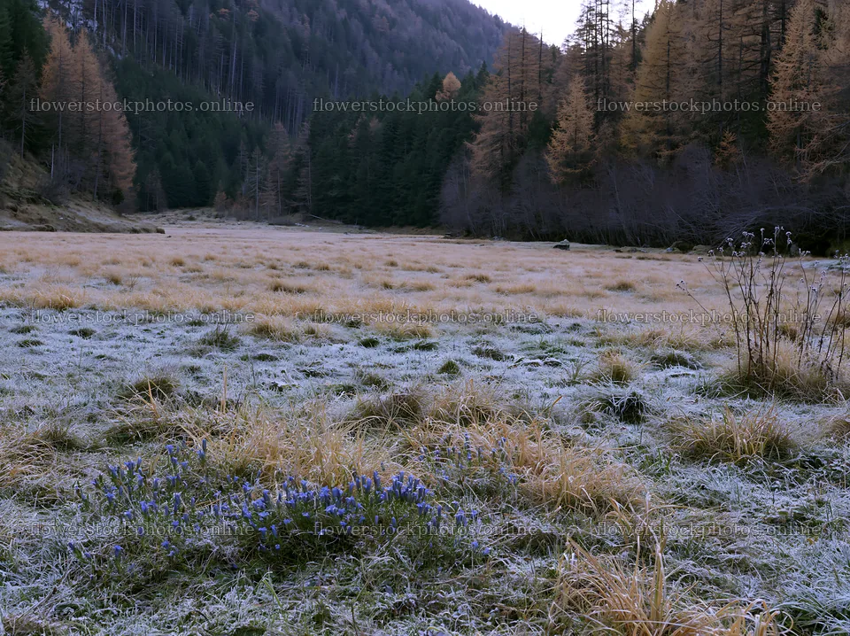 Wooded valley meadow with frost in early morning light – flower stock photos 9174x6866