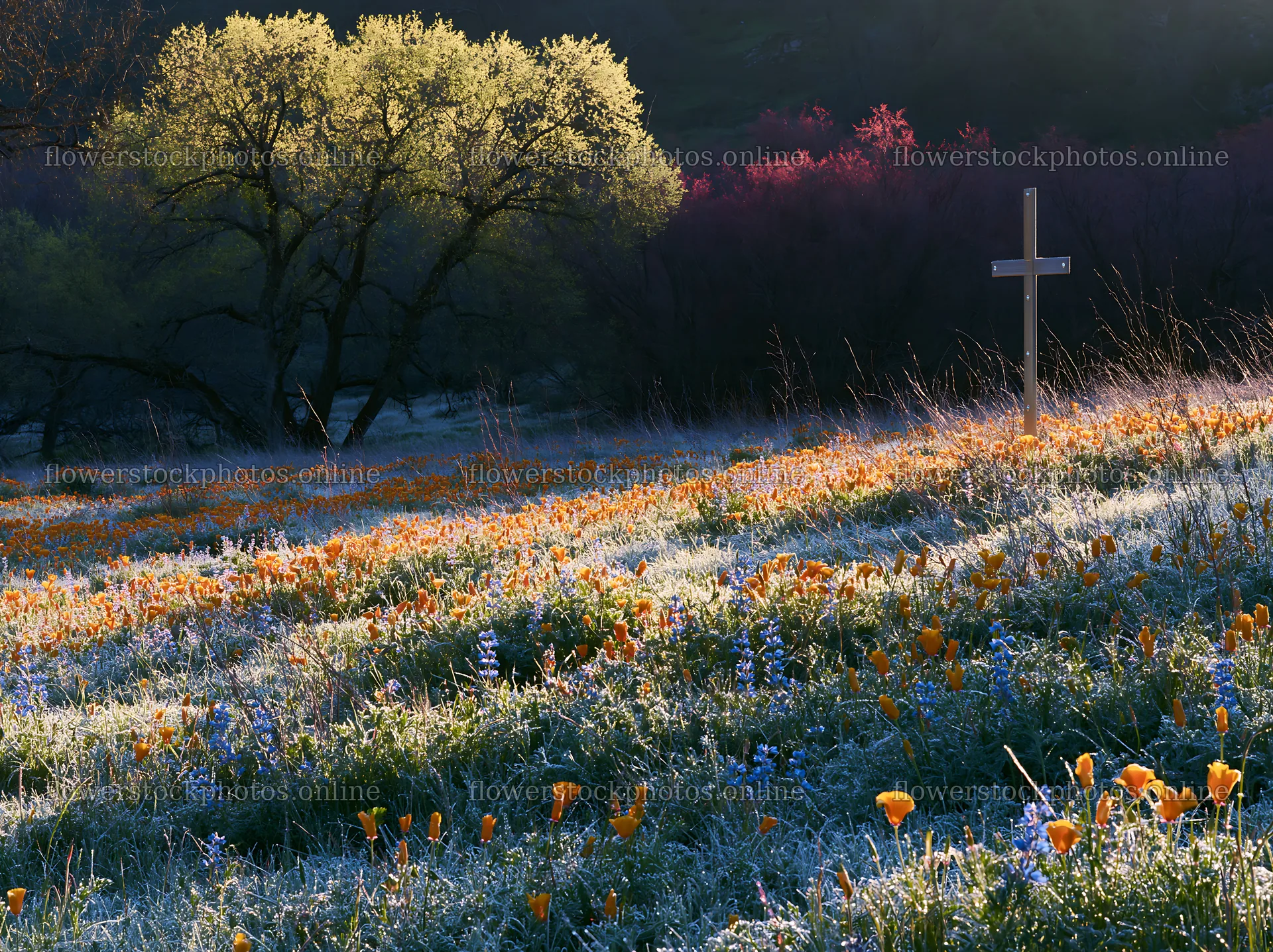 Christian cross in frost covered meadow with flowers – flower stock photos 9174x6866