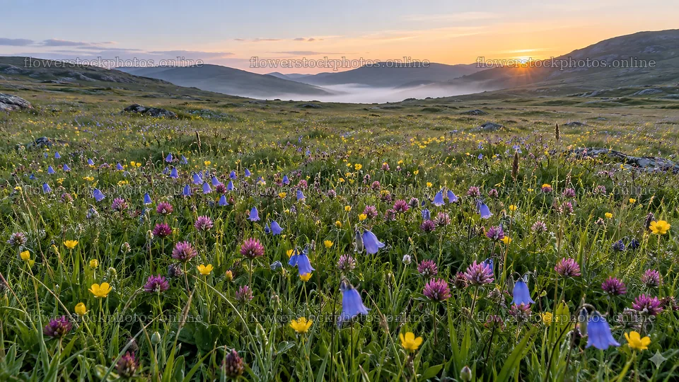 Wildflower Meadow at Sunrise Above a Misty Valley – flower stock photos 10324x5812