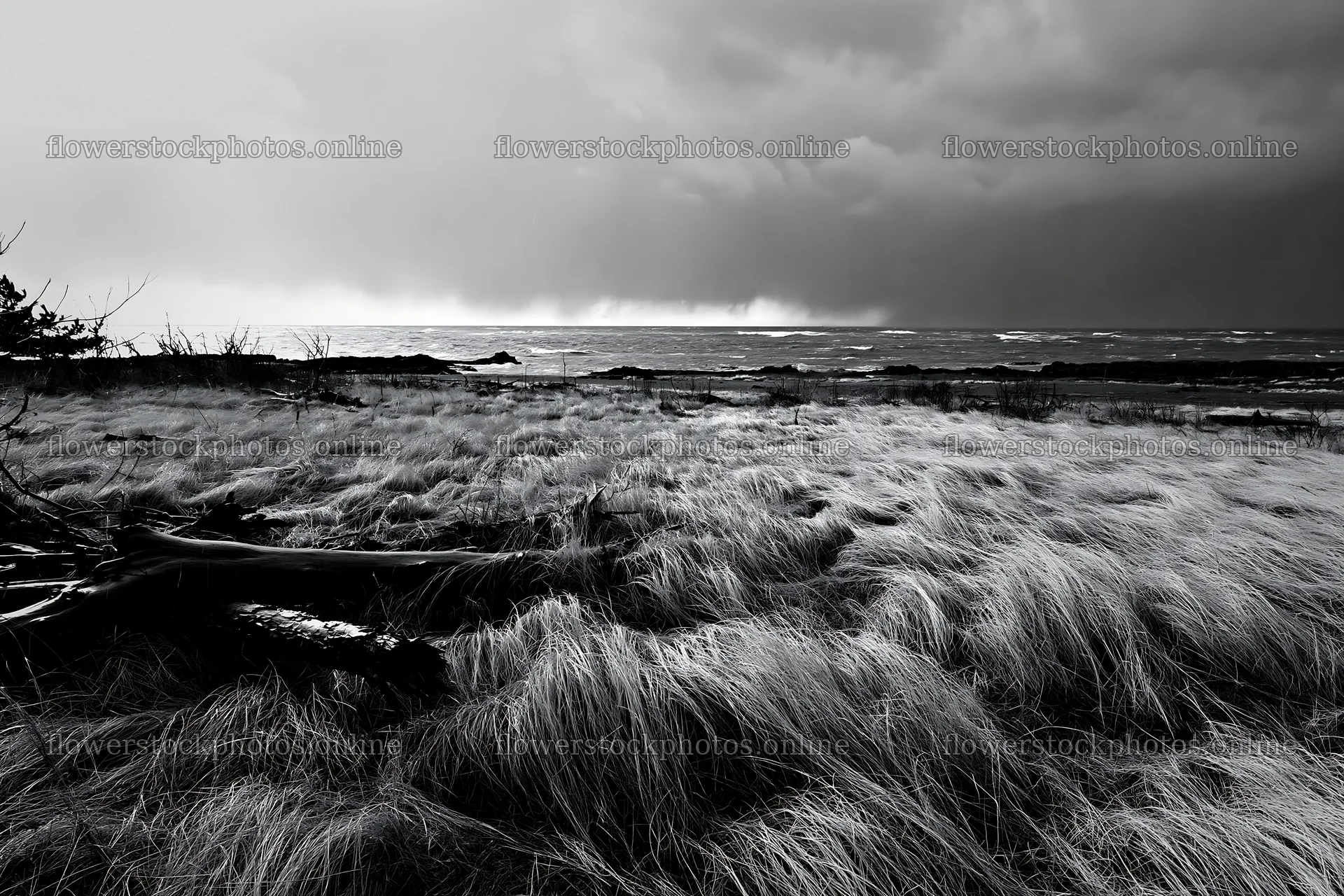 Ishikawa coastal meadow storm washed driftwood – flower stock photos 9722x6480