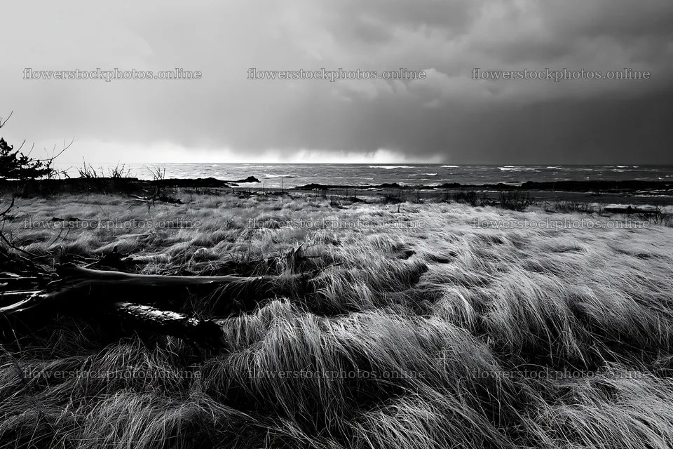Ishikawa coastal meadow storm washed driftwood – flower stock photos 9722x6480