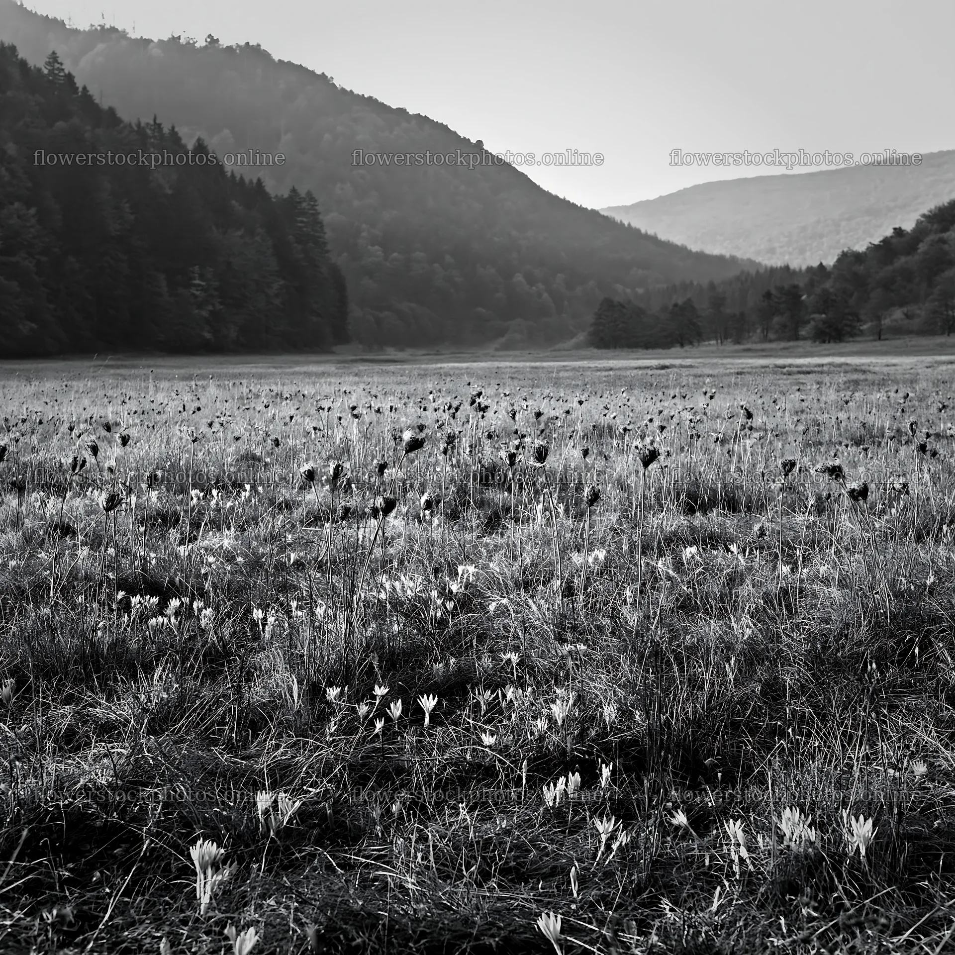 Slovak meadow across Carpathian valley in black and white – flower stock photos 7938x7938