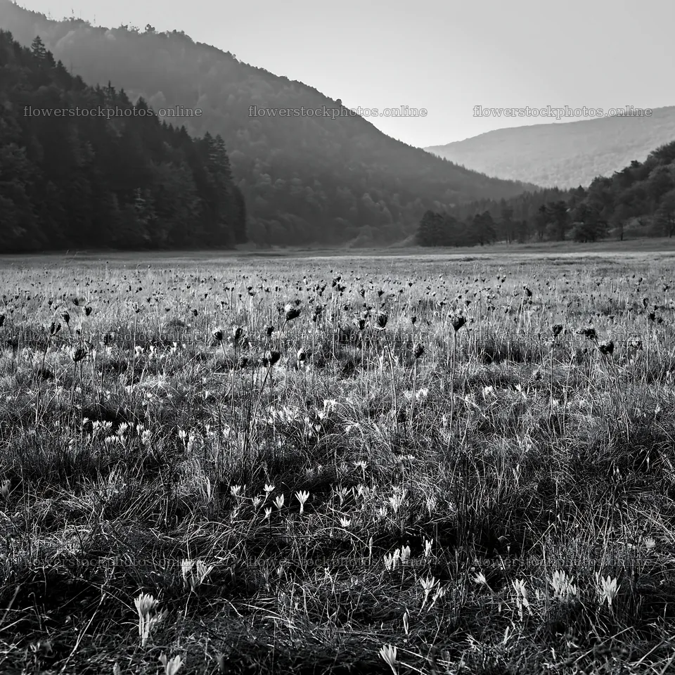 Slovak meadow across Carpathian valley in black and white – flower stock photos 7938x7938