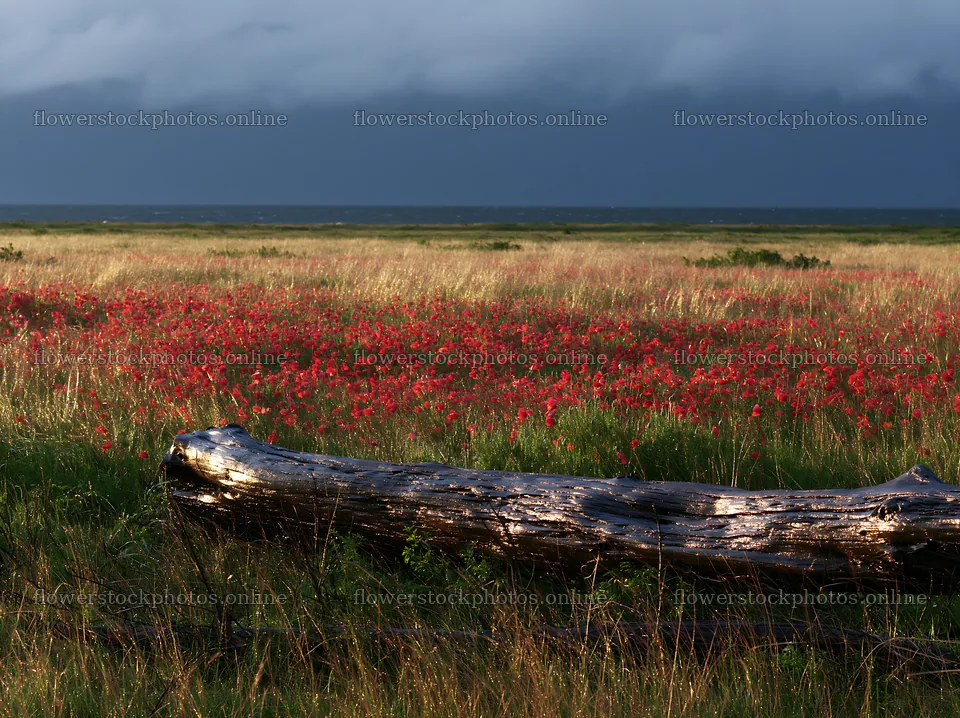 Chiba coastal climate meadow with driftwood in the foreground – flower stock photos 9174x6866