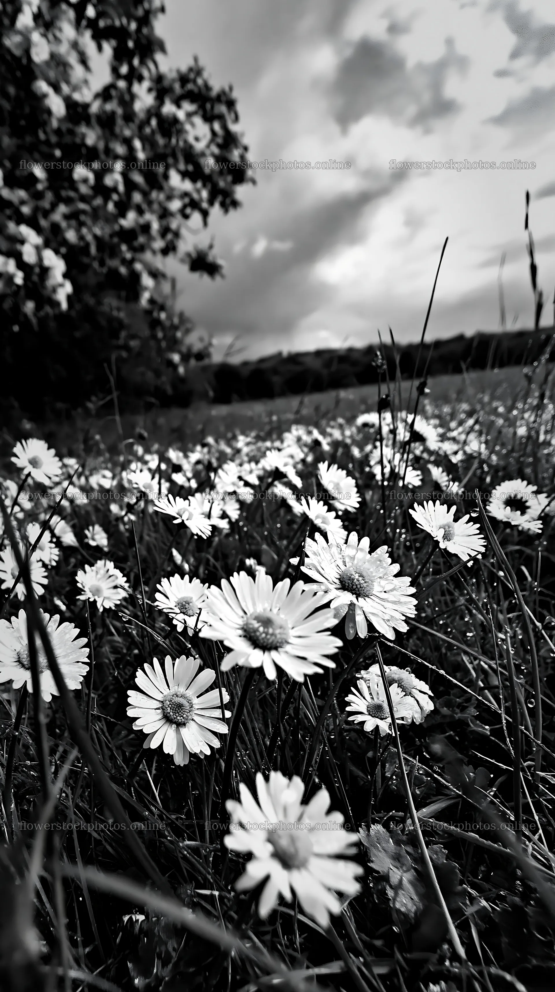 Daisies bloom in an apple meadow under cloudy skies – flower stock photos 5938x10608