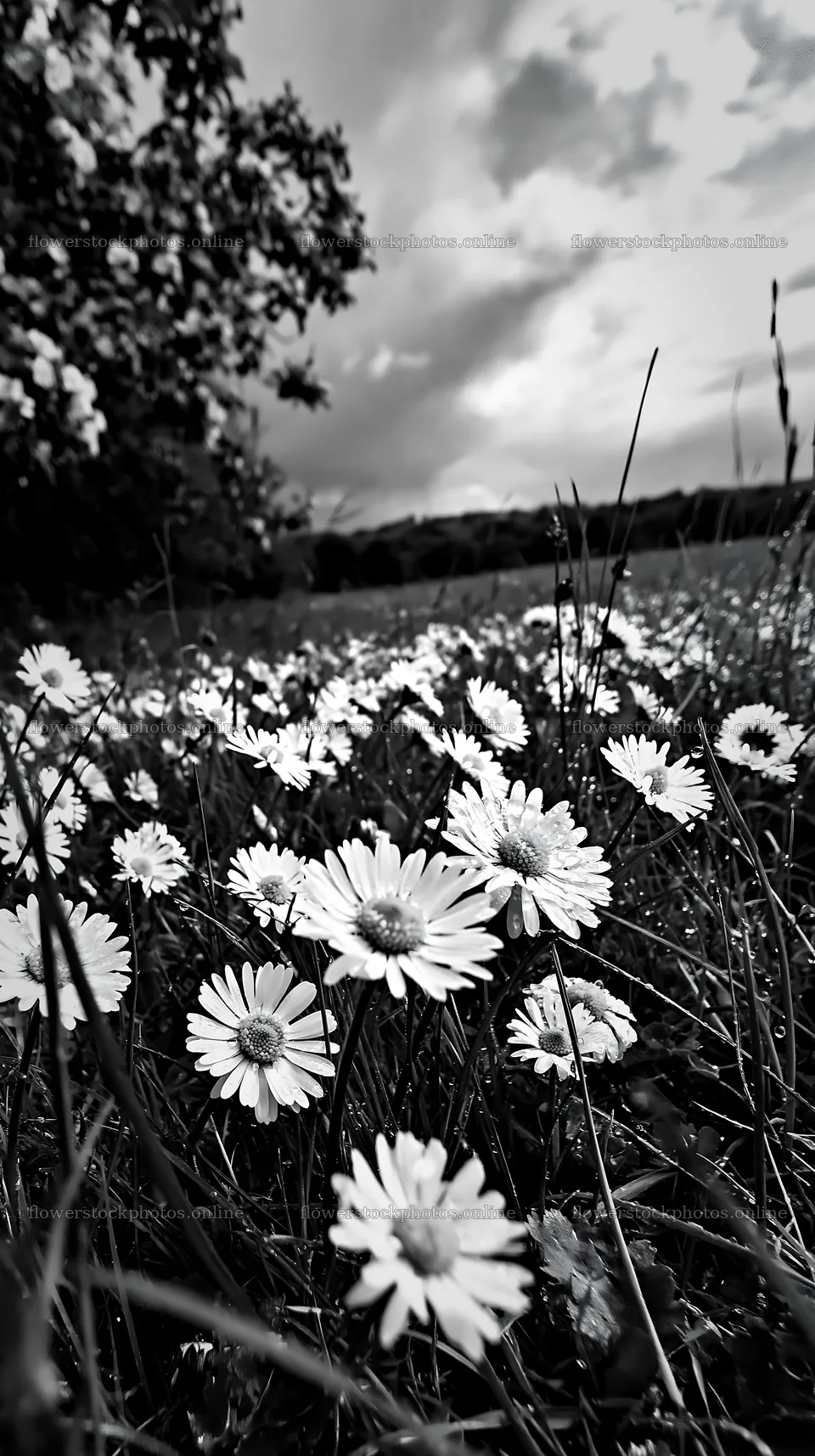 Daisies bloom in an apple meadow under cloudy skies – flower stock photos 5938x10608