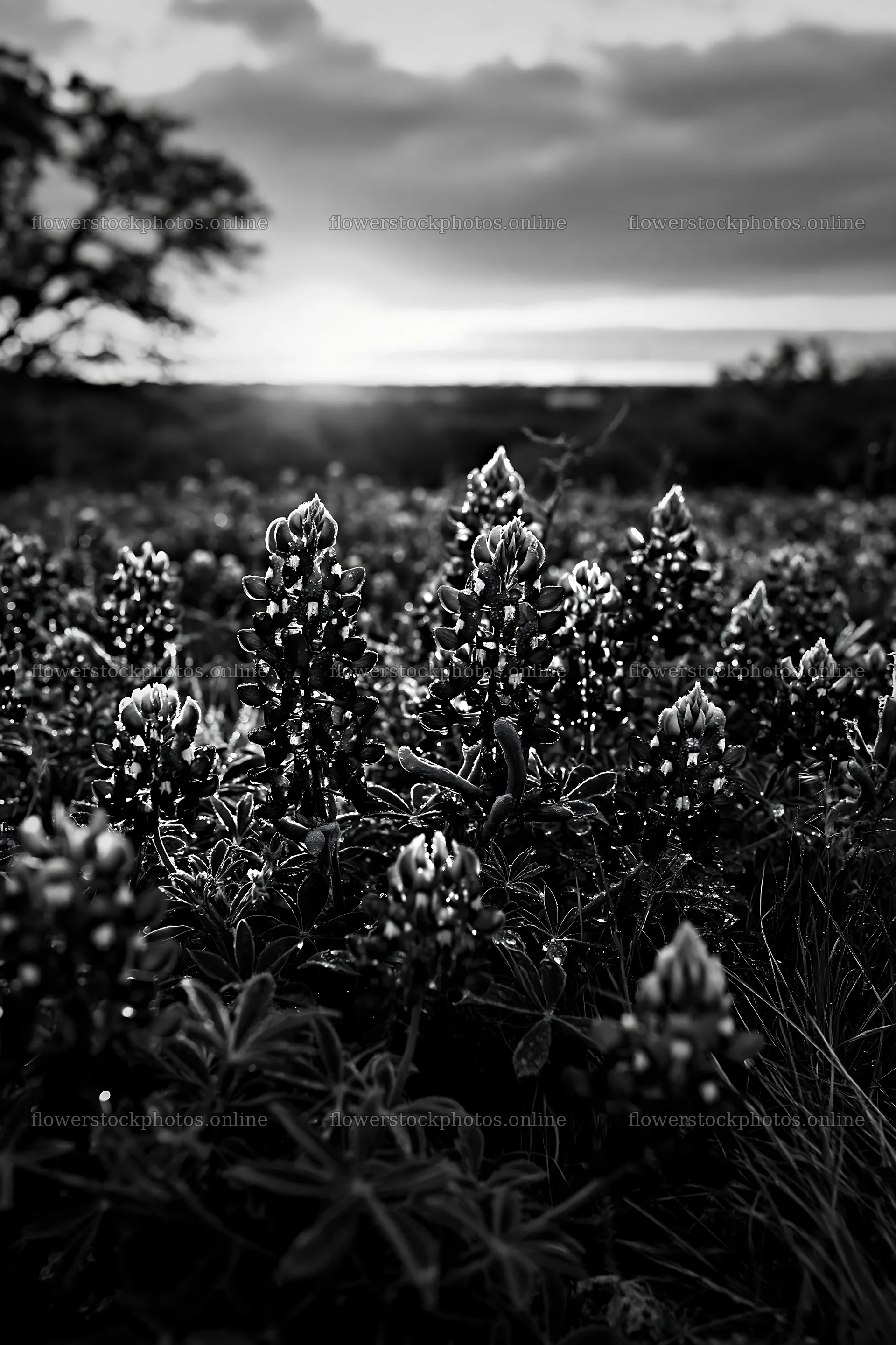 Bluebonnet meadow sunrise with warm light and blooming flowers – flower stock photos 6480x9722
