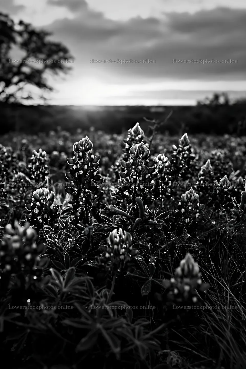 Bluebonnet meadow sunrise with warm light and blooming flowers – flower stock photos 6480x9722