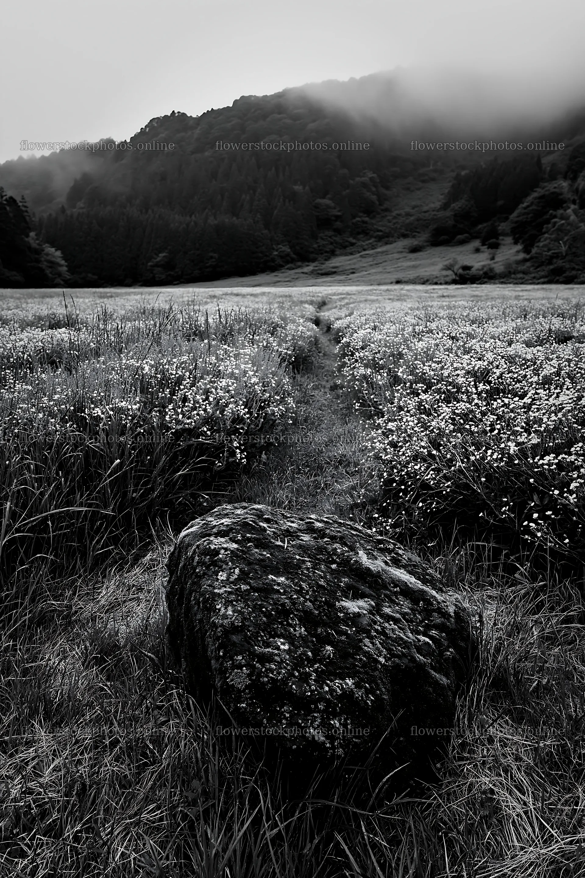 Misty meadow with moss covered stone in Shimane – flower stock photos 6480x9722