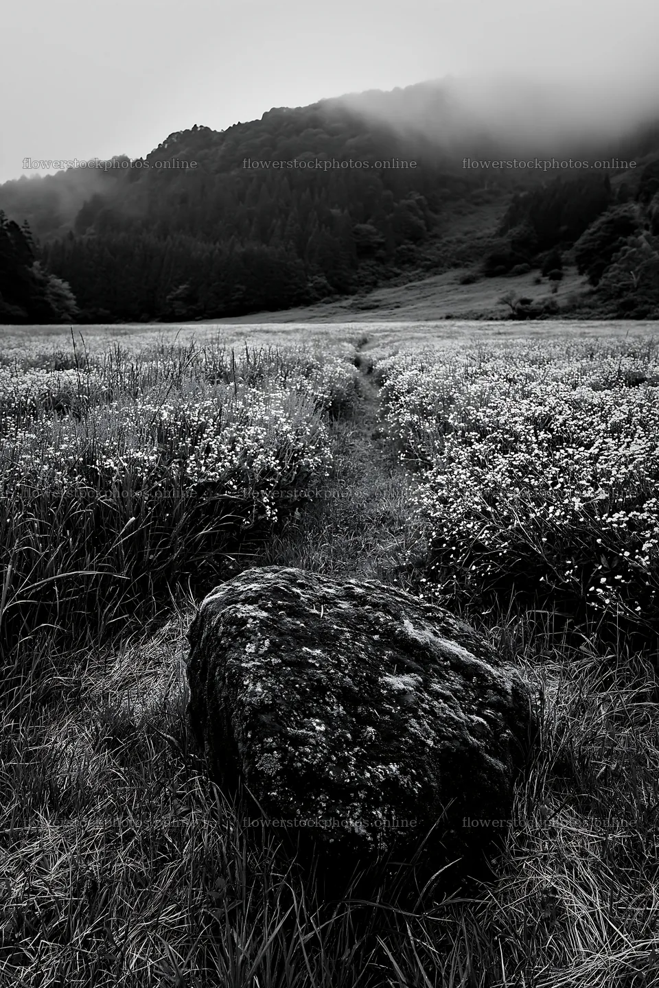 Misty meadow with moss covered stone in Shimane – flower stock photos 6480x9722