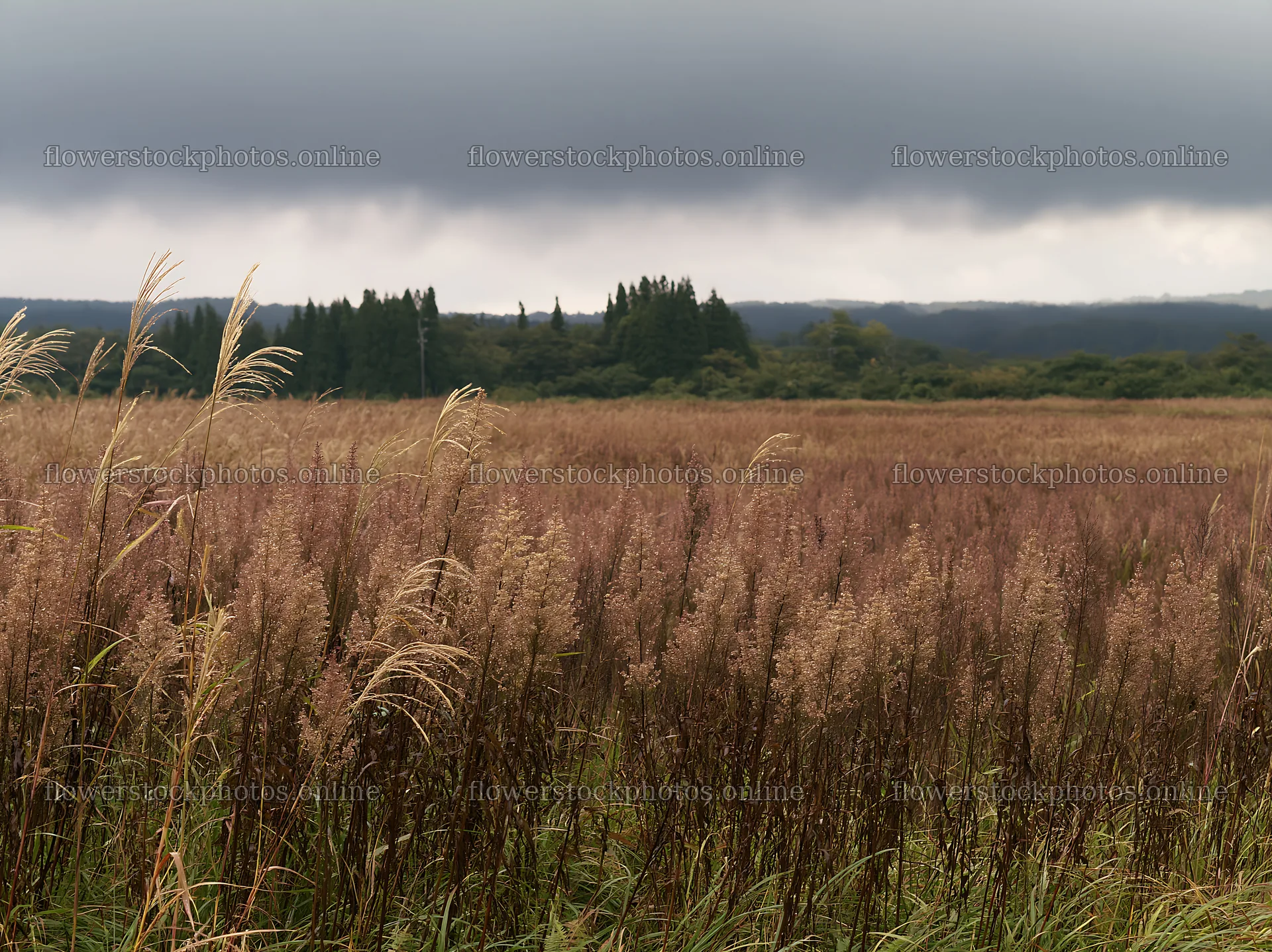 Aichi restored meadow autumn seedheads foreground – flower stock photos 9174x6866