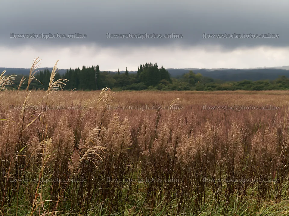 Aichi restored meadow autumn seedheads foreground – flower stock photos 9174x6866