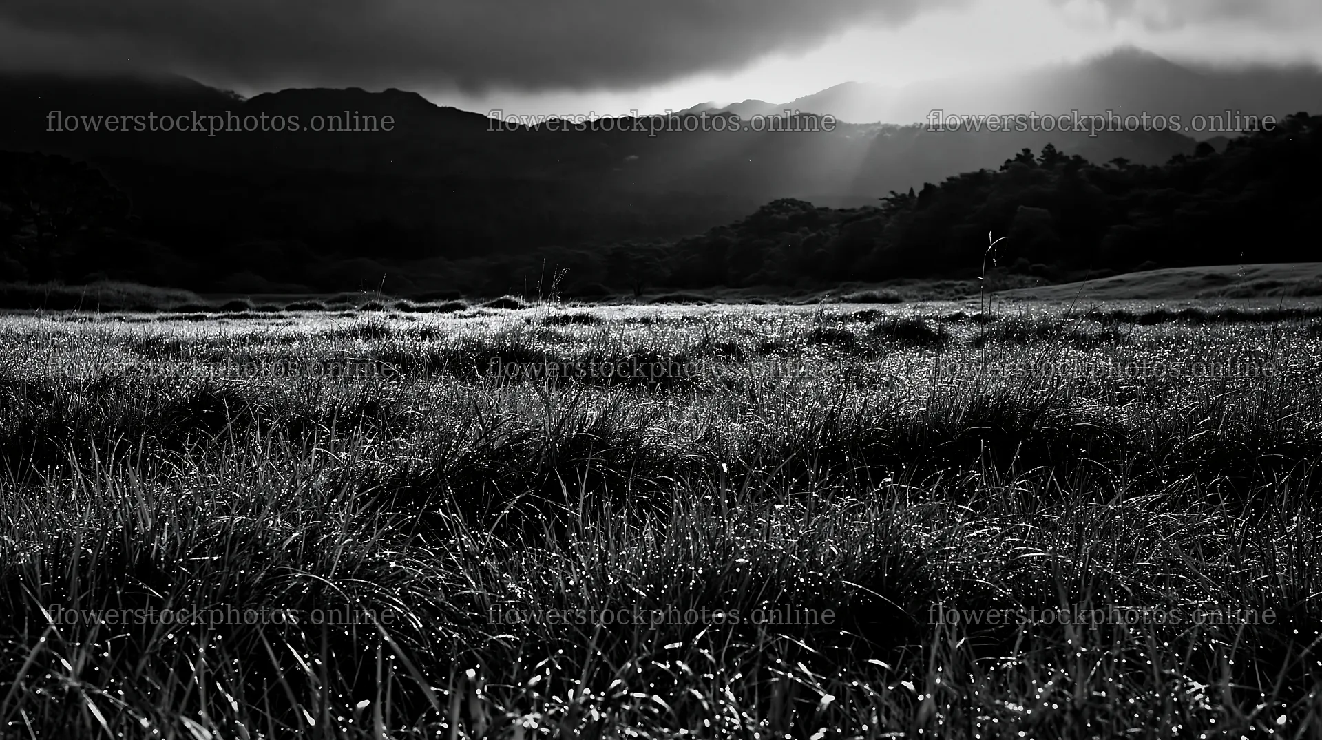 Miyazaki sunrise meadow with dew on the sedges – flower stock photos 10608x5938