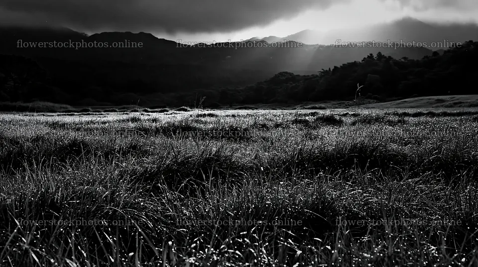 Miyazaki sunrise meadow with dew on the sedges – flower stock photos 10608x5938