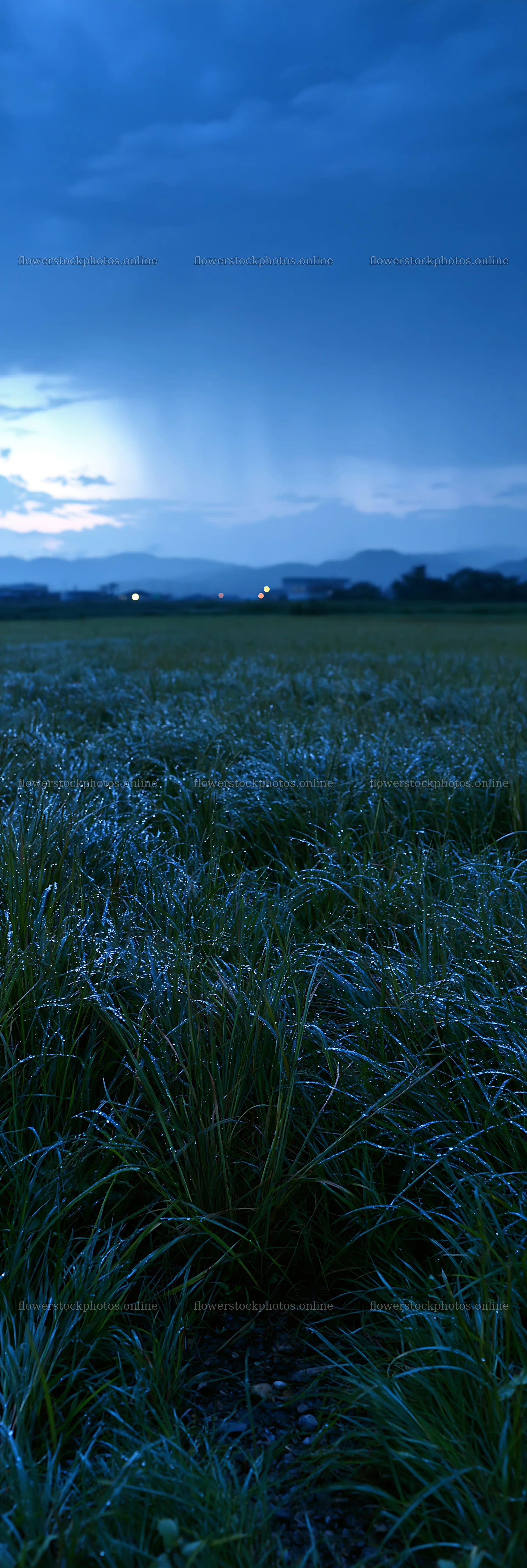 Niigata floodplain restoration meadow dew foreground at dusk – flower stock photos 4602x13690
