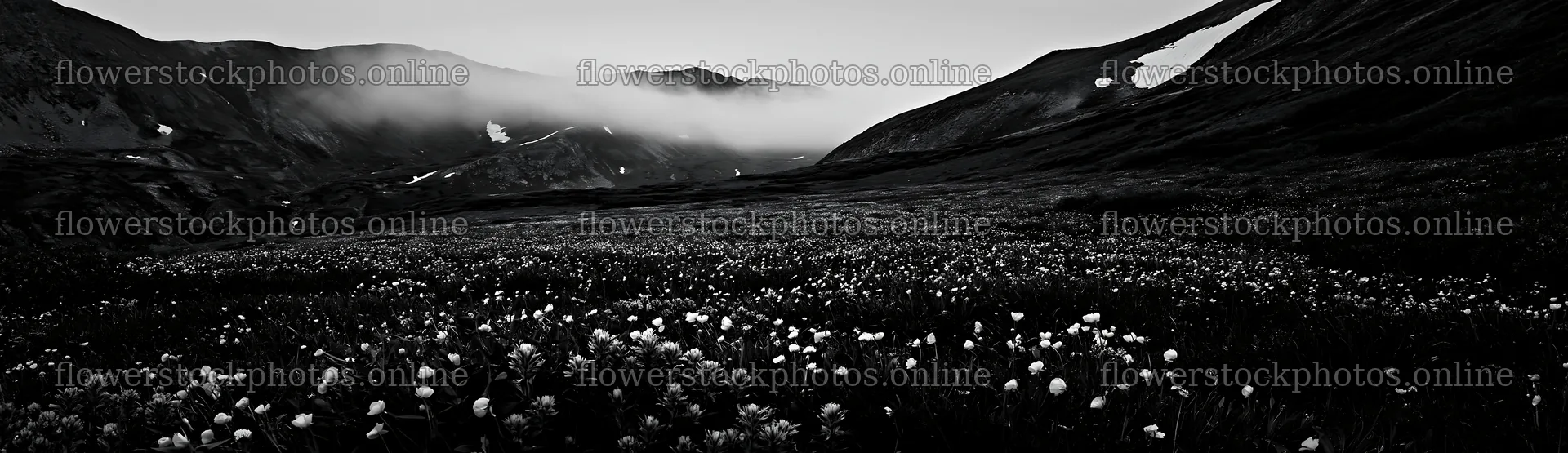 Colorful buttercup meadow with mountains and clouds in the background – flower stock photos 14762x4268
