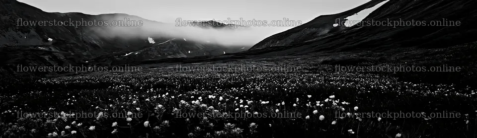 Colorful buttercup meadow with mountains and clouds in the background – flower stock photos 14762x4268
