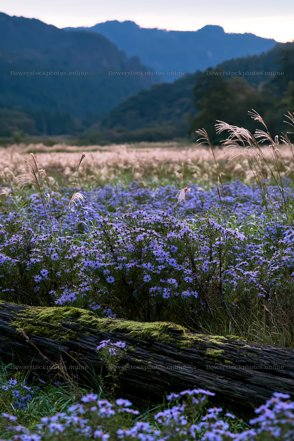 Mossy log in a lush meadow with wildflowers in Gifu – flower stock photos 6480x9722