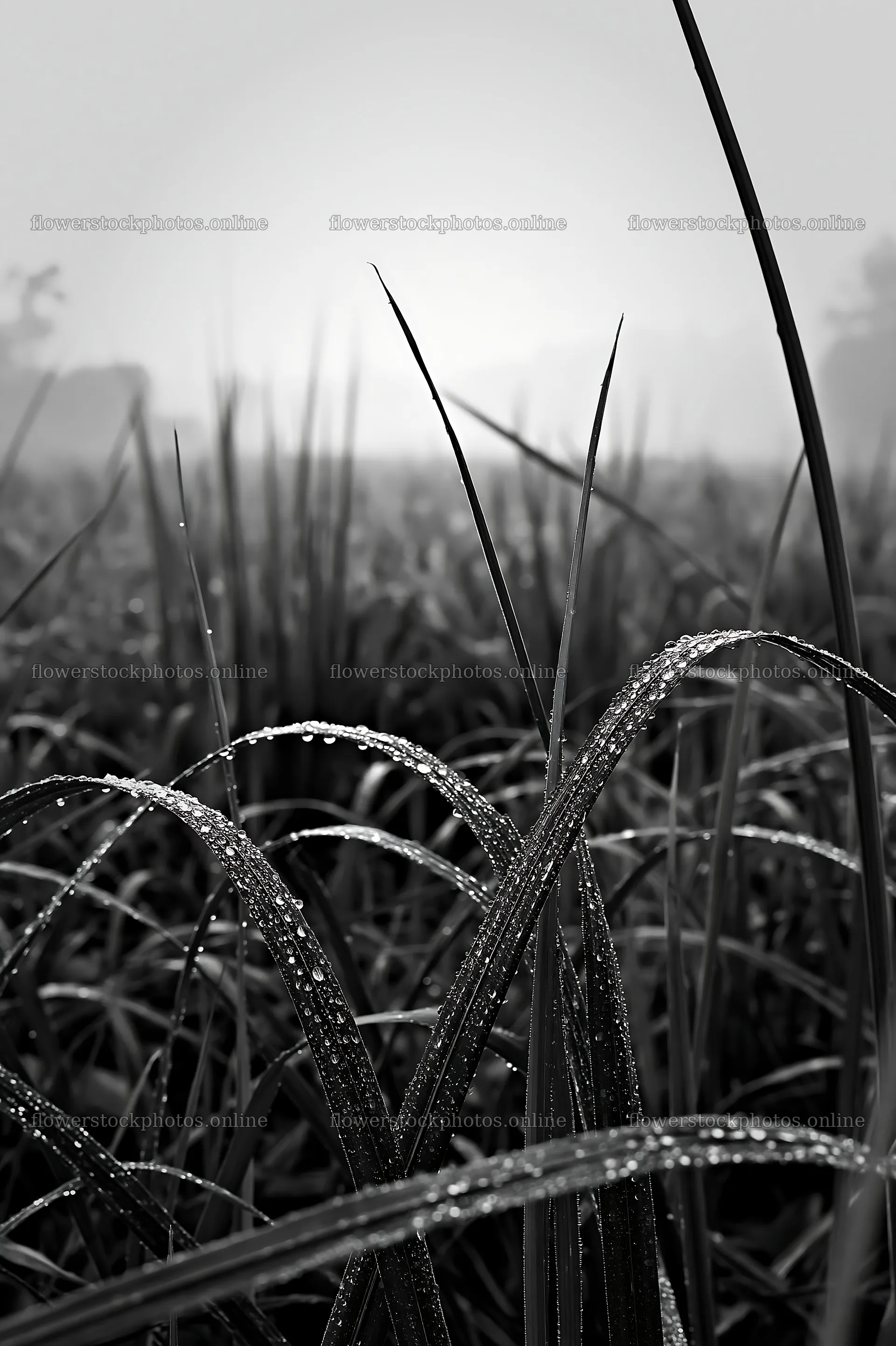 Kochi monsoon meadow rain beaded grasses – flower stock photos 6480x9722