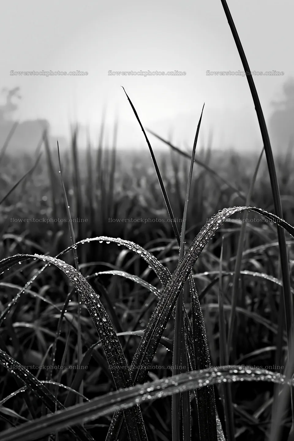 Kochi monsoon meadow rain beaded grasses – flower stock photos 6480x9722