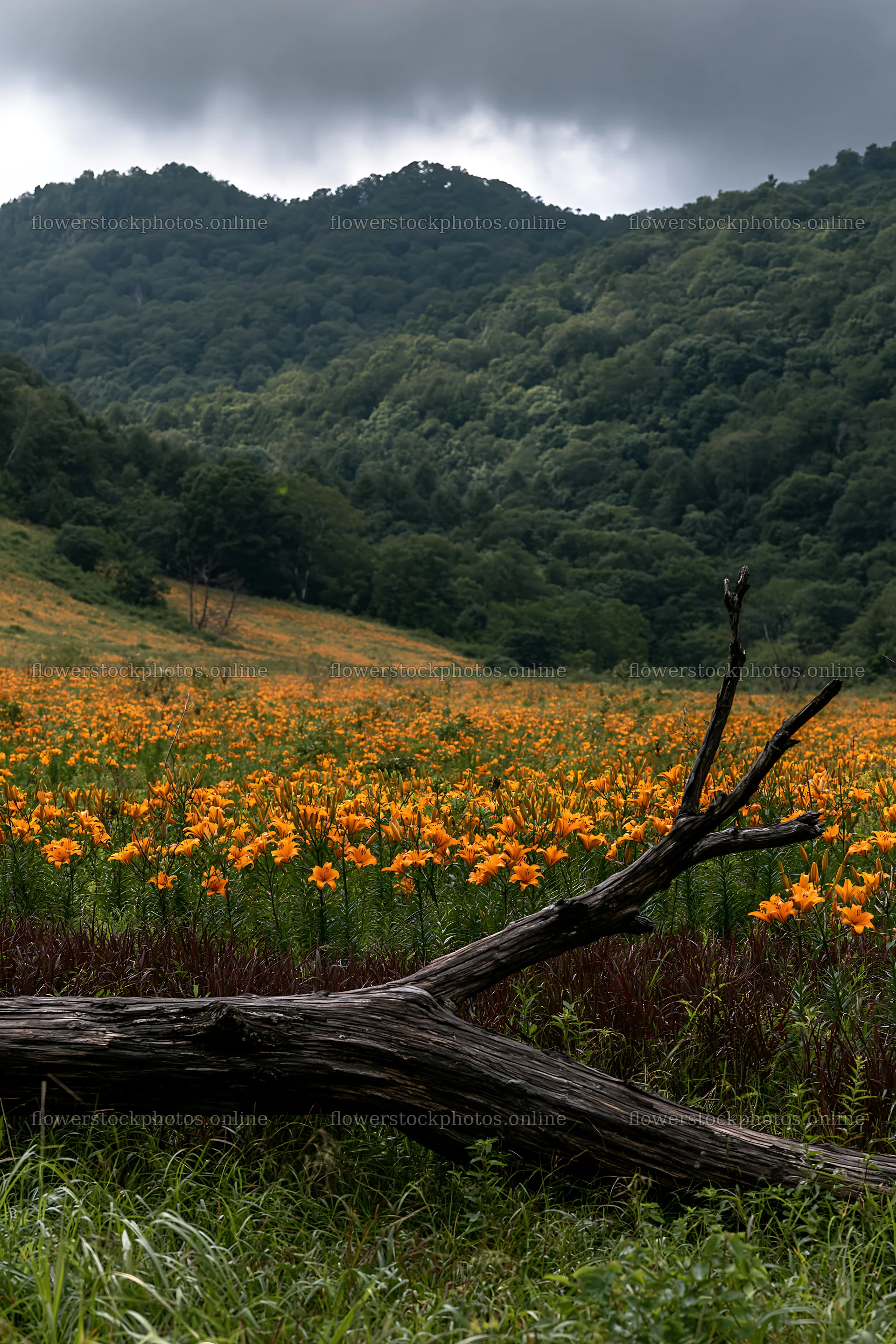 Yamagata rewilded meadow with fallen branch in the foreground – flower stock photos 6480x9722