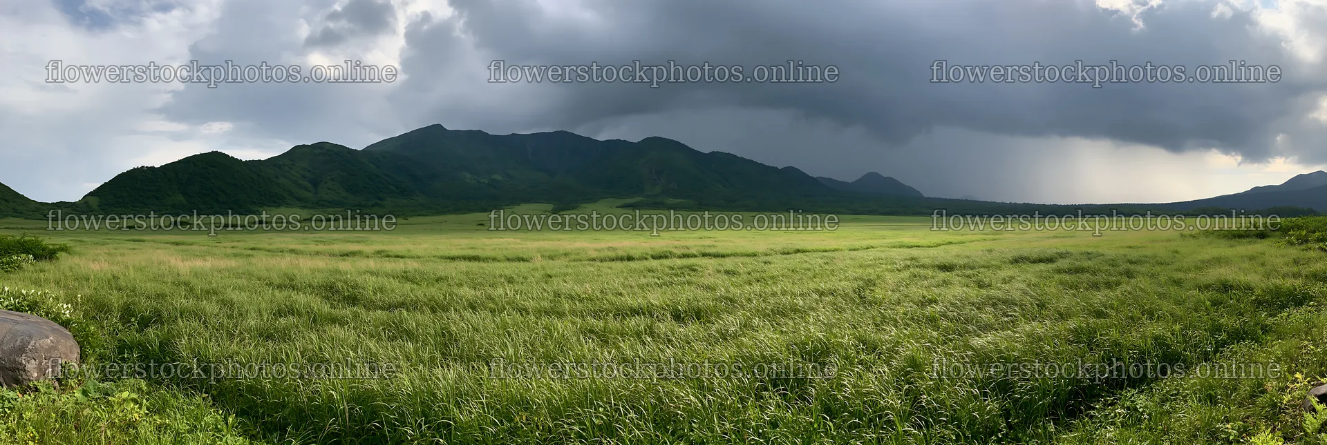 Aomori climate resilient meadow with boulder under cloudy sky – flower stock photos 13690x4602