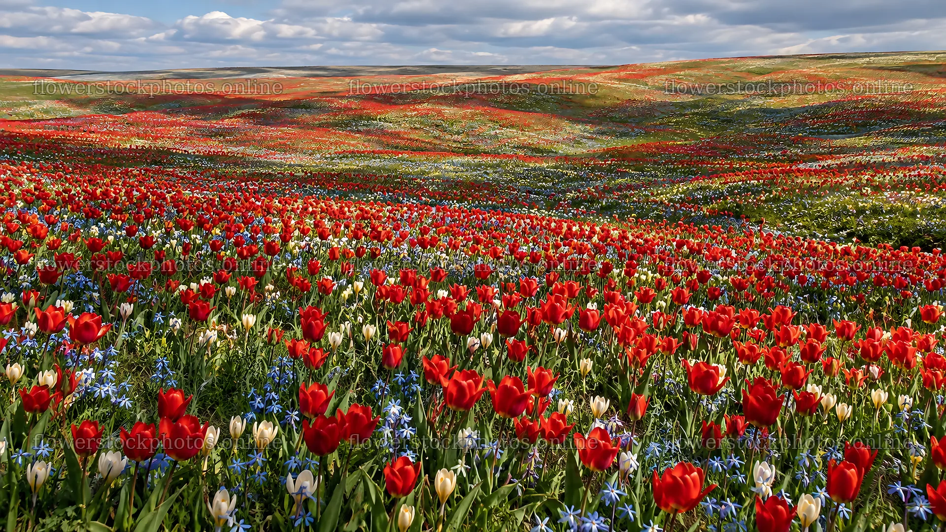 Spring Bulbs Across a Rolling Meadow – flower stock photos 10324x5812