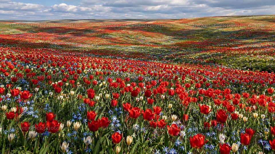Spring Bulbs Across a Rolling Meadow – flower stock photos 10324x5812