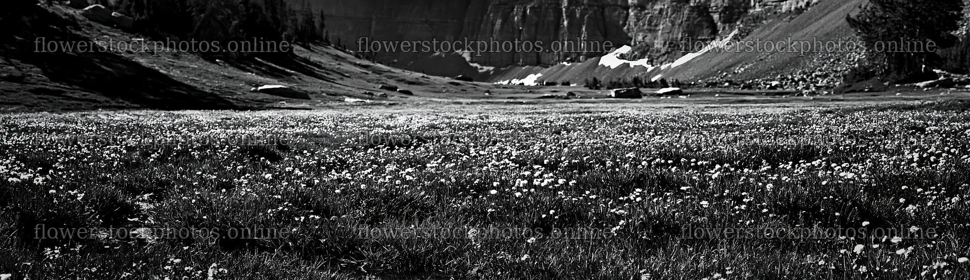 Climate resilient meadow with flowers in a valley – flower stock photos 14762x4268