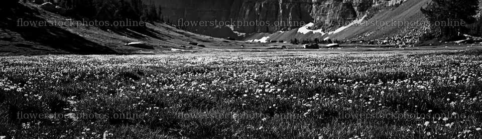 Climate resilient meadow with flowers in a valley – flower stock photos 14762x4268