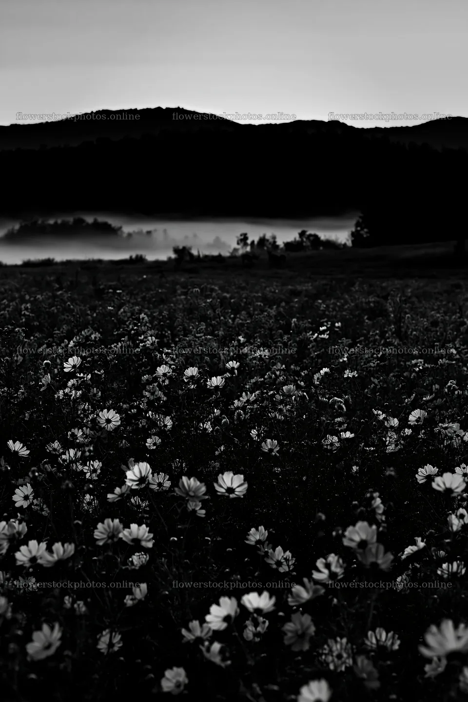 Colorful cosmos meadow with mountains at dusk – flower stock photos 6480x9722