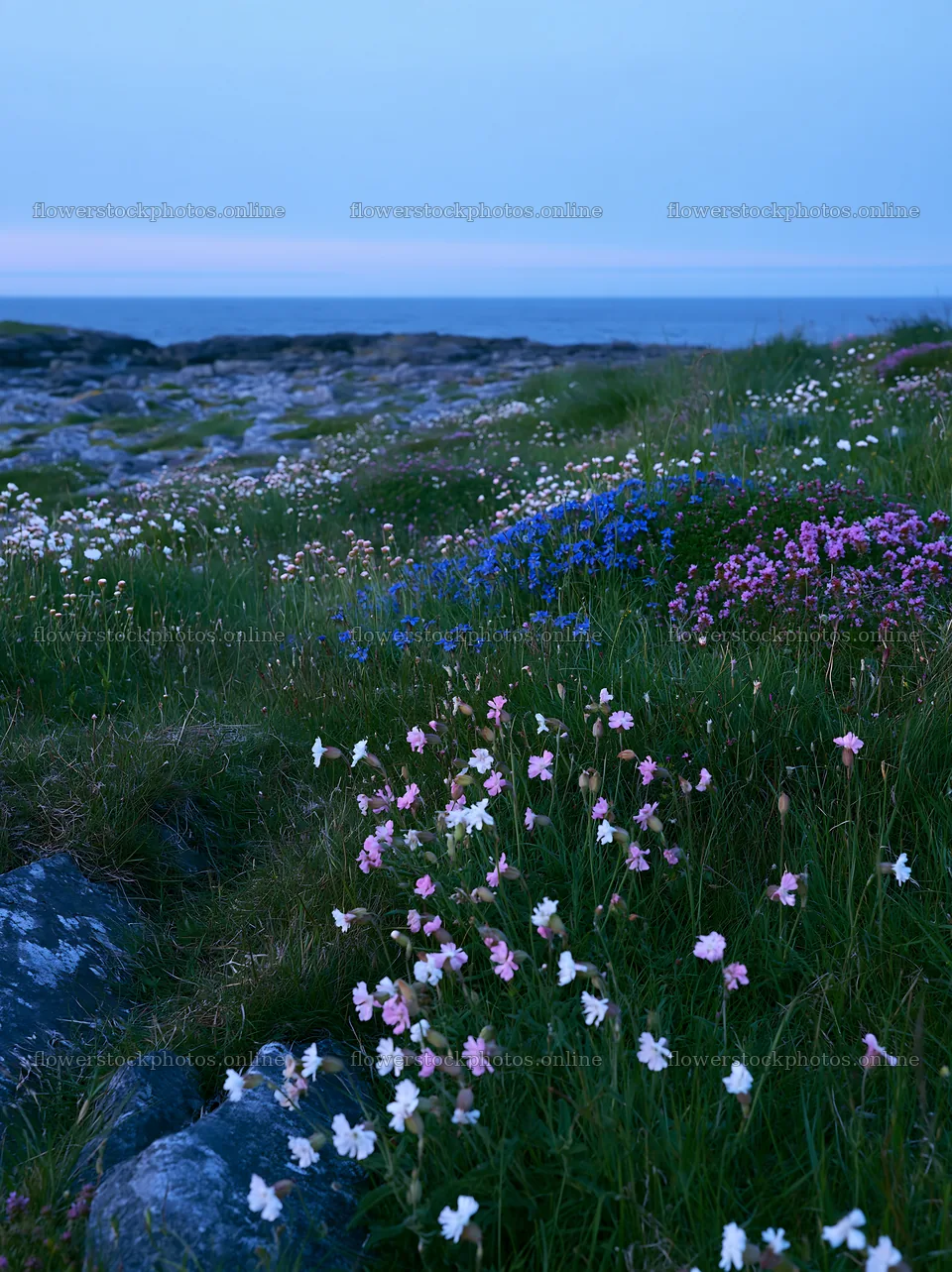Biodiverse meadow with wildflowers by the coast at dusk – flower stock photos 6866x9174