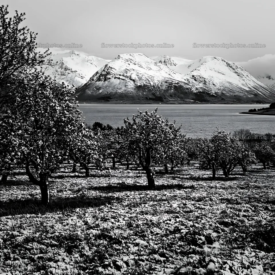 Fjord orchard meadow with snow-covered mountains in the distance – flower stock photos 7938x7938