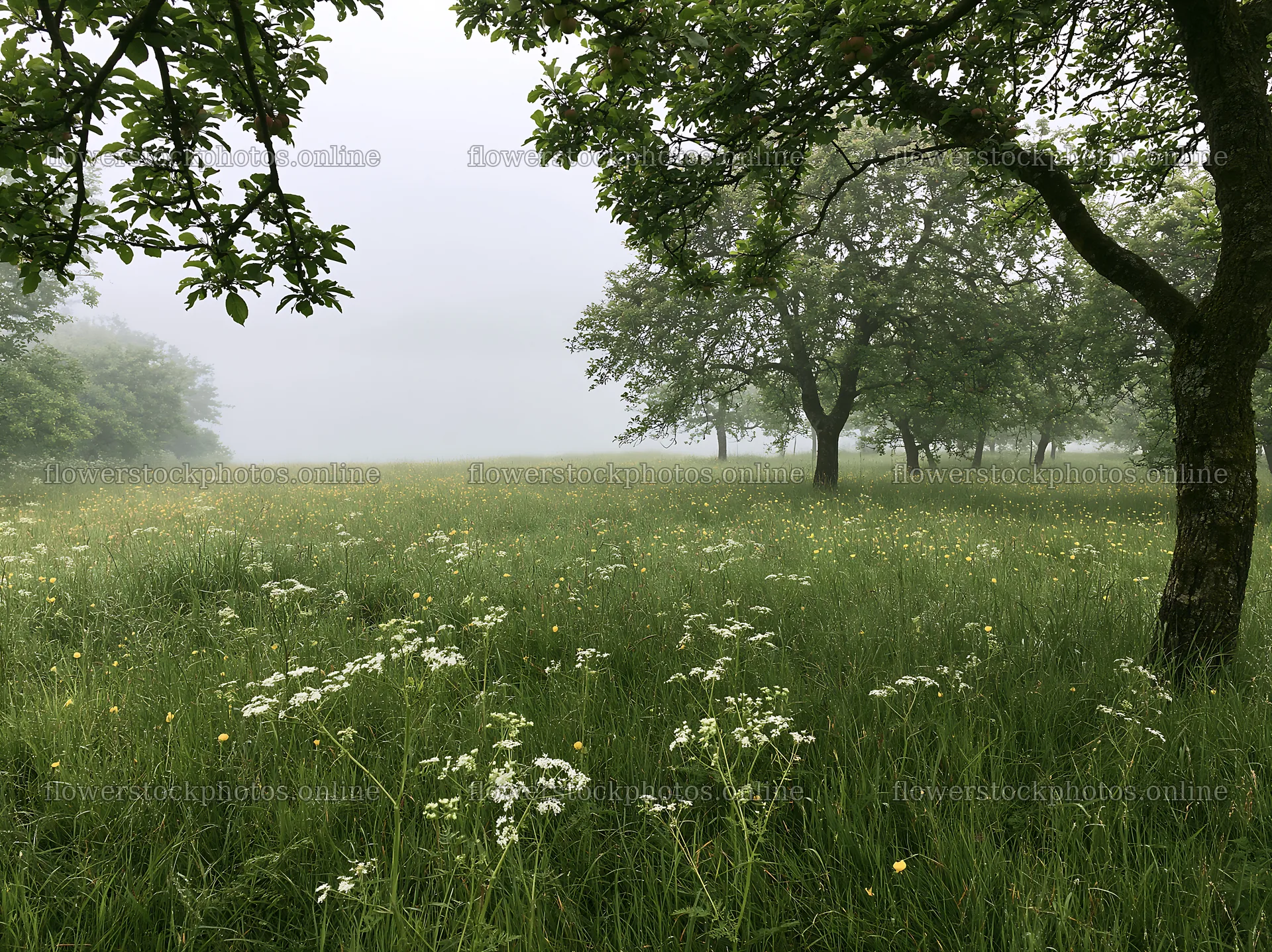 Lakeside orchard meadow with trees and tall grass – flower stock photos 9174x6866