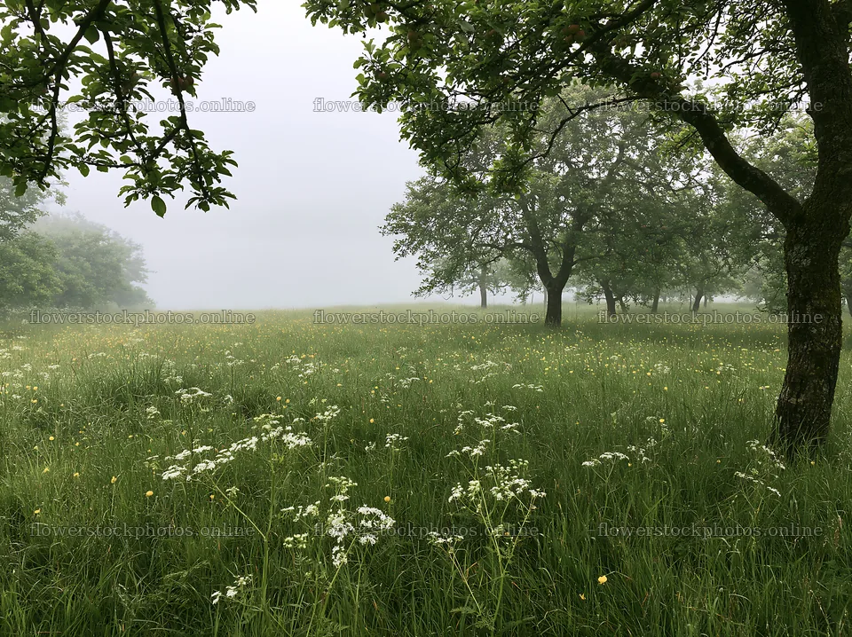 Lakeside orchard meadow with trees and tall grass – flower stock photos 9174x6866